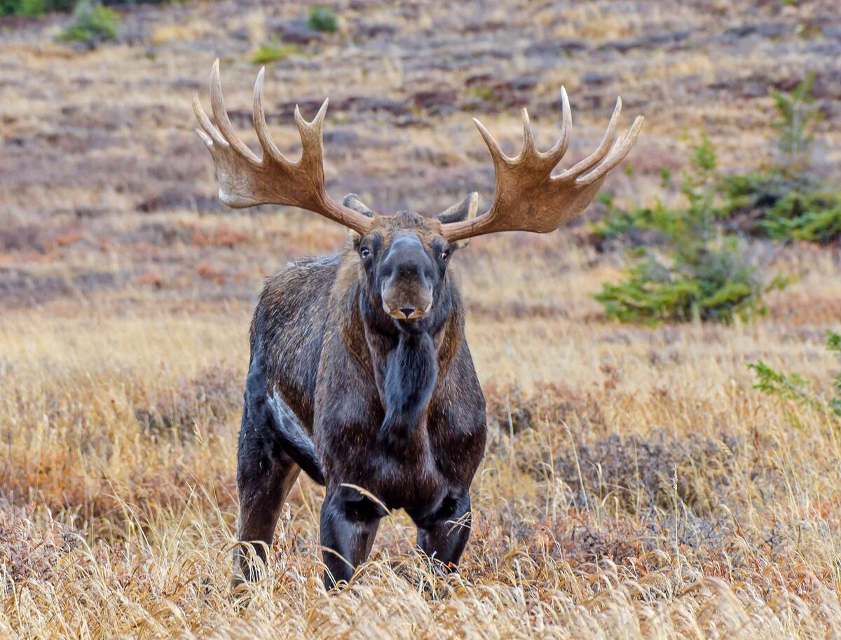 Top 10 Best Moose Hunting Outfitters for an Unforgettable Adventure