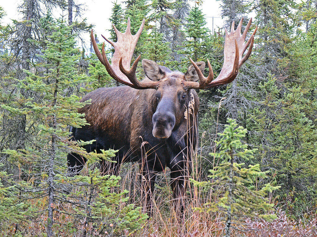 Top 10 Best Moose Hunting Outfitters for an Unforgettable Adventure