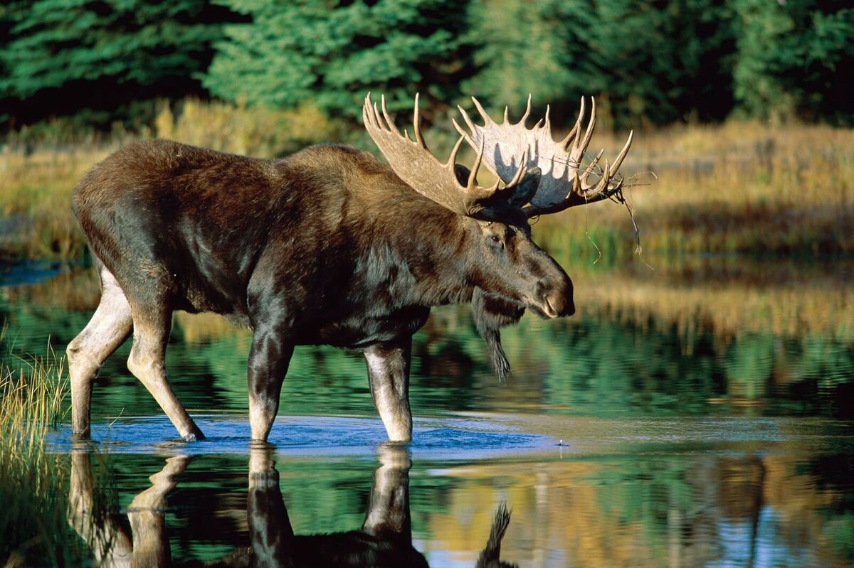 Top 10 Best Moose Hunting Outfitters for an Unforgettable Adventure